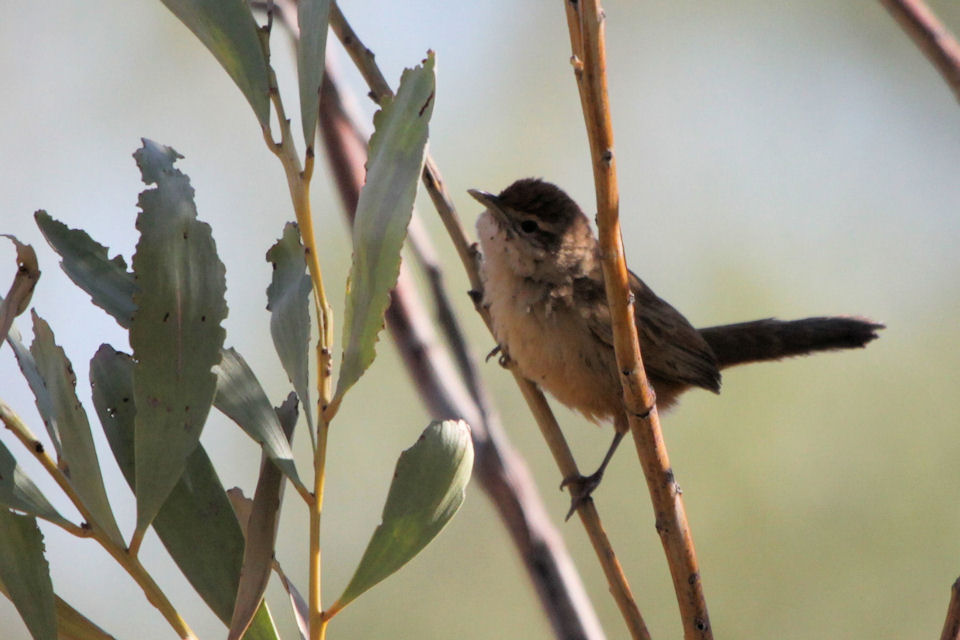 Spinifexbird (Eremiornis carteri)